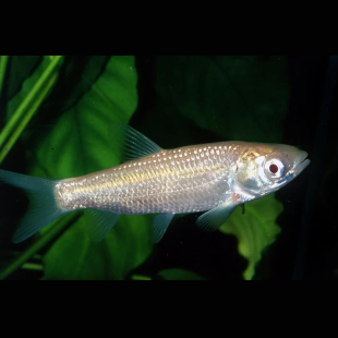 CARPE HERBIVORE ALBINOS 8-11 CM