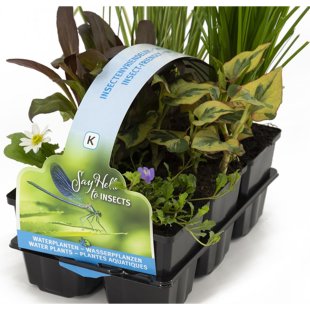 Pack de 6 plantes aquatiques favorables aux insectes pour bassin
