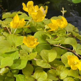 Lysimachia nummularia ‘Aurea’