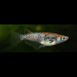 Oryzias latipes - Medaka Lame Sanke