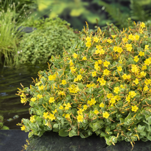 Hypericum elodes