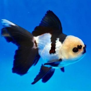 ORANDA PANDA