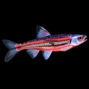 Notropis chrosomus - Cyprin arc-en-ciel