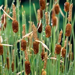Typha minima