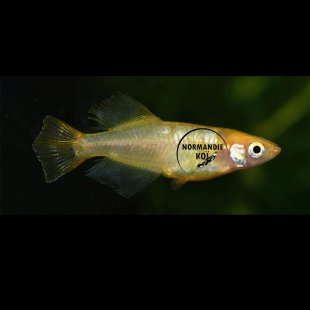 Oryzias latipes - Medaka Hikari Jaune