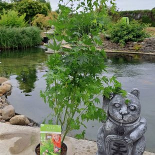Acer palmatum 'Going Green'®