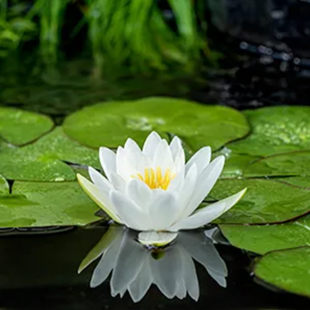 Nymphaea ‘Alba’