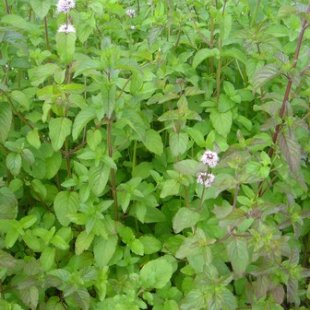 Mentha aquatica