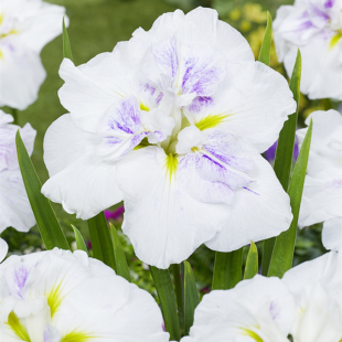 Iris Ensata Dinner Plate Cupcake