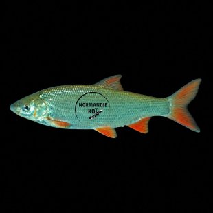 Chondrostoma Nasus - Hotu
