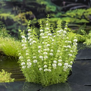 Preslia cervina ‘Alba’