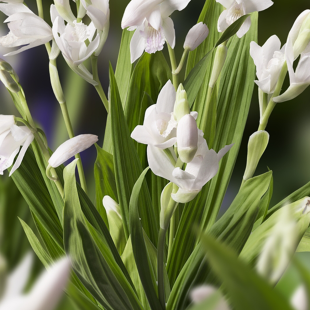 Bletilla striata Alba