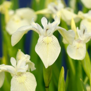 Iris pseudacorus Alba