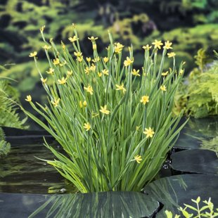 Sisyrinchium californicum