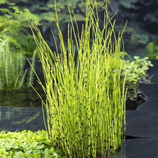 Equisetum fluviatile