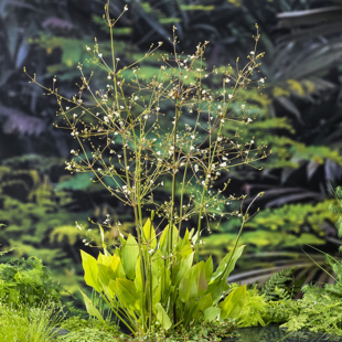 Alisma plantago-aquatica