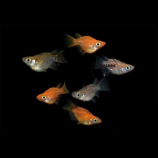 Oryzias latipes - Medaka Mix Daruma