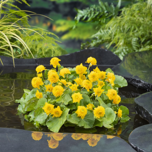 Caltha palustris 'Multiplex'
