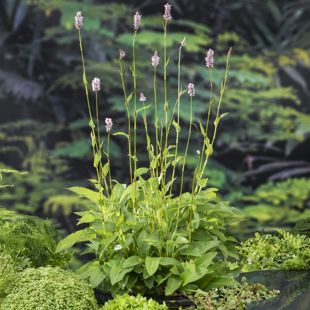 Polygonum bistorta