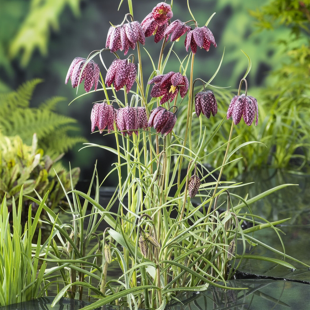 Fritillaria meleagris