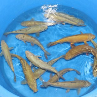 Small nisai chagoi / Marusei