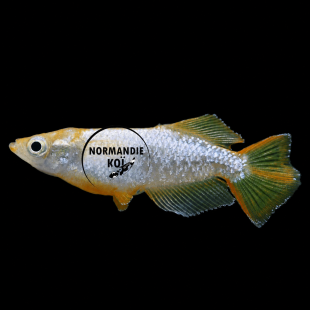 Oryzias latipes - Medaka Tomoki