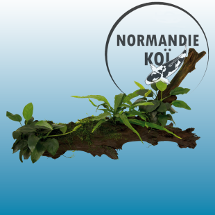 RACINE BOIS ANUBIAS-MICROSORUM-MOSS- XL