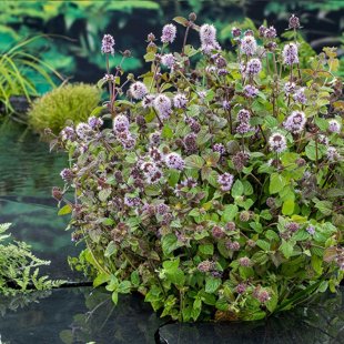 Mentha aquatica