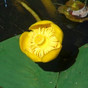 Nuphar luteum