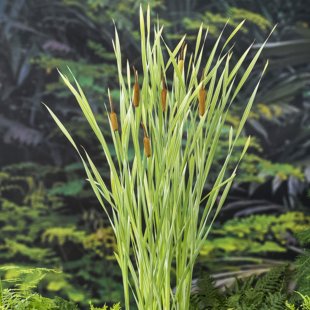 Typha latifolia ‘Variegatus’