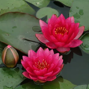 Nymphaea ‘James Brydon’
