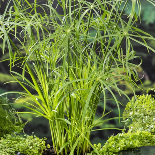 Cyperus alternifolius
