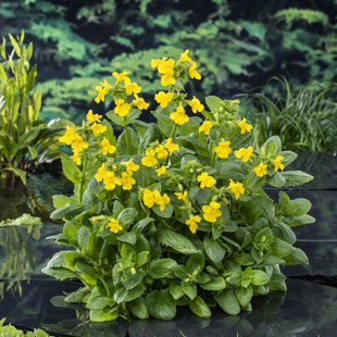 Mimulus luteus