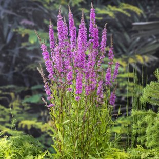 Lythrum salicaria