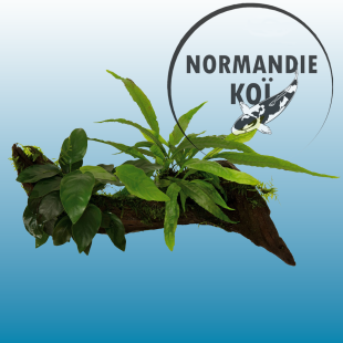 RACINE BOIS ANUBIAS-MICROSORUM-MOSS- M