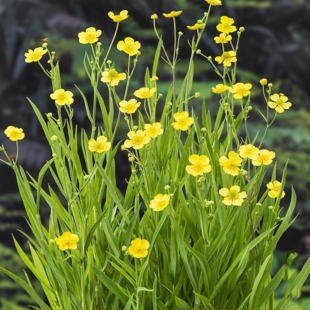 Ranunculus lingua