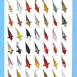 Koï poster n°2 A4 plastifié