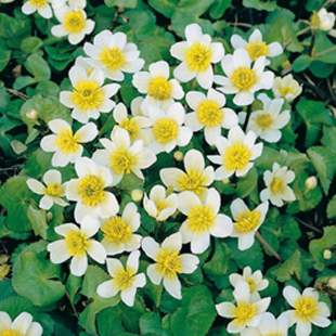 Caltha palustris alba