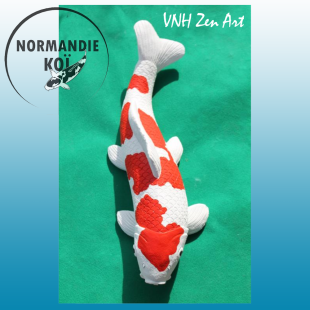 Jumbo koï Kohaku 1.15.C