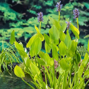 Pontederia cordata