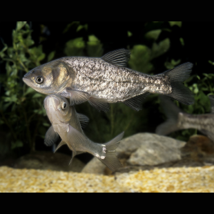 CARPE ARGENTEE 8-11 CM