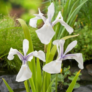Iris laevigata ‘Snowdrift’