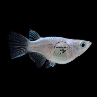Oryzias latipes - Medaka Daruma HQ