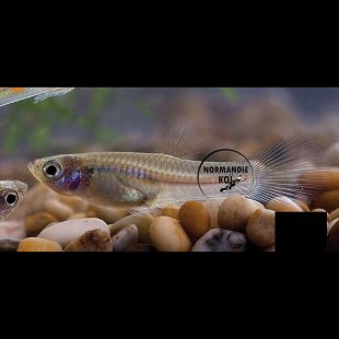 Poecilia  Endler Femelle 3-3.5cm