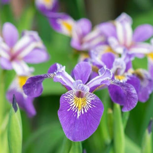 Iris pseudacorus Blue