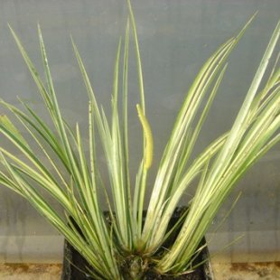 Acorus gramineus variegatus