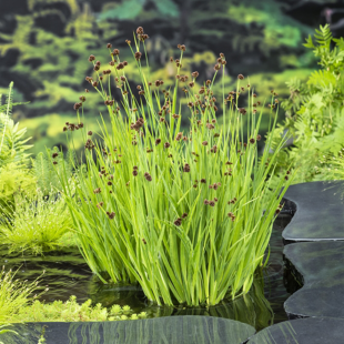Juncus ensifolius