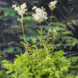 Filipendula ulmaria