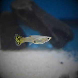 Poecilia reticulata - Guppy ♀ Mix