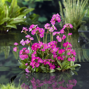 Primula rosea